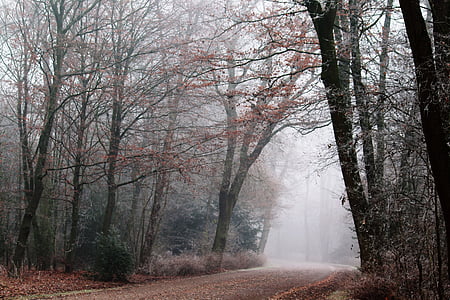 forest covered with fogs thumbnail