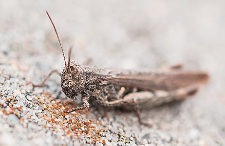 gray and brown grasshopper thumbnail