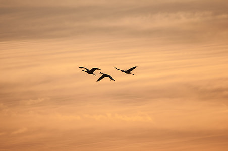bird's eye view of three flying brids thumbnail