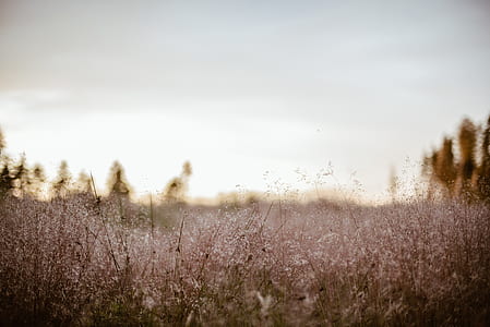 green grass open field near tree at daytime thumbnail