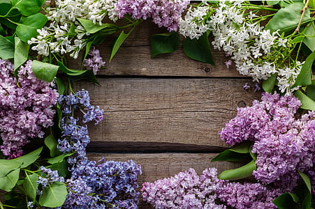green-pink-and-blue flowers thumbnail