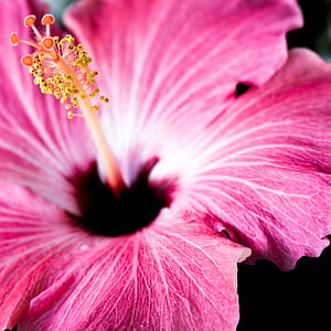 macro photography of pink flower thumbnail