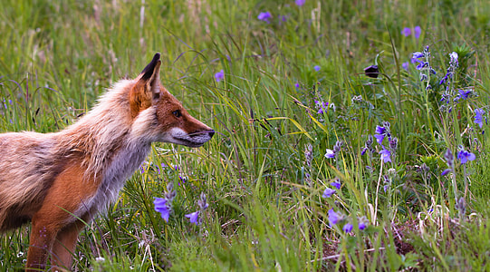 white and brown fox thumbnail