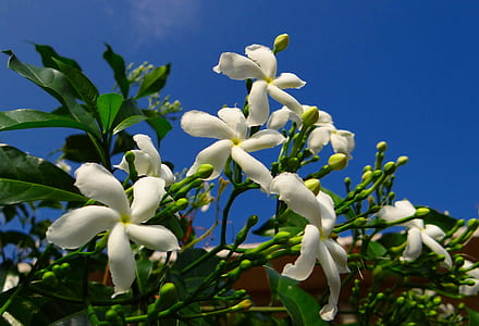 close up photography of white pinwheel jasmine flowers thumbnail