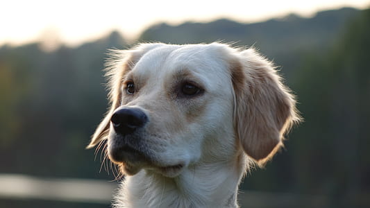 close-up photography of Labrador retriever on outdoors thumbnail
