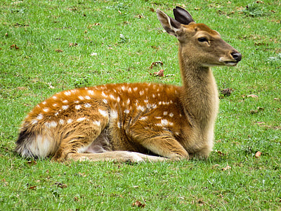 brown and white deer sitting on green grass thumbnail