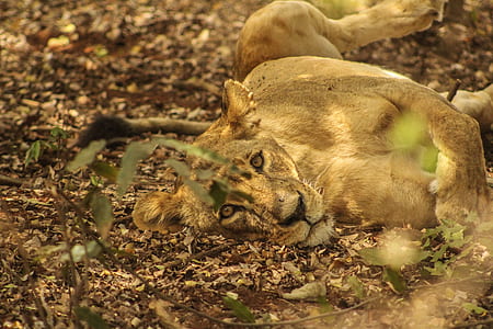 brown lioness on field thumbnail