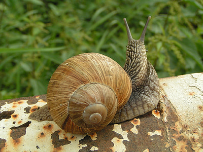 snail pm metal rod facing grass at daytime thumbnail