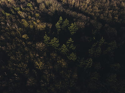 aerial view of trees thumbnail