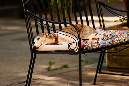 Photo of a White Grey and Brown Short Coated Dog Laying on a Black Metal Frame Multi-colored Padded Armchair thumbnail