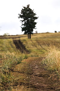 pathway near tree thumbnail