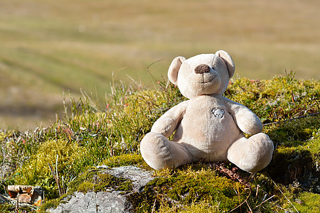 Teddy Bear, Furry Teddy Bear thumbnail