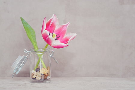 pink tulip flower in clear glass jar thumbnail