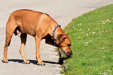dog standing on parking curb beside grass field thumbnail