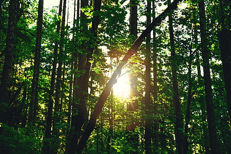 silhouette photography of forest thumbnail