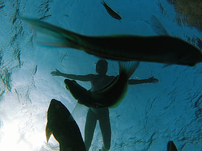 underwater photography of gray fish thumbnail