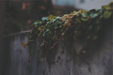 green leaves thumbnail