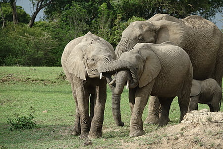 four elephant during daytime thumbnail