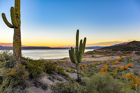 cactus on mountain thumbnail