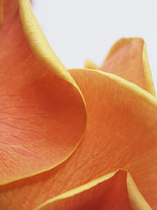 orange flower petals macro photography thumbnail