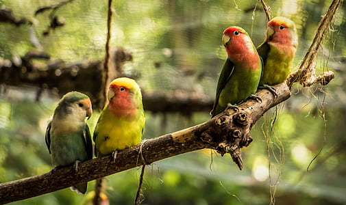 flock of yellow and green lovebirds perching on branch of tree thumbnail