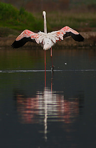 flamingo walks on body of water thumbnail