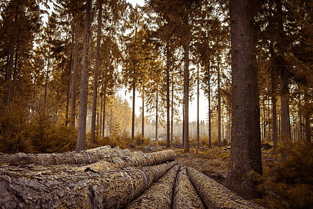 trees in the middle of rainforest thumbnail