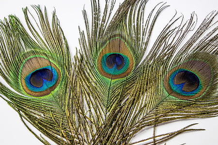 green and brown peacock feather thumbnail