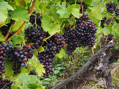 grape fruits near driftwood thumbnail
