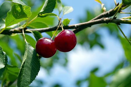 two red cherries thumbnail