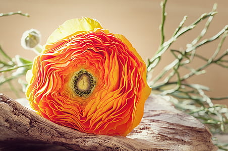 closeup photo of orange and yellow ranunculus flower thumbnail
