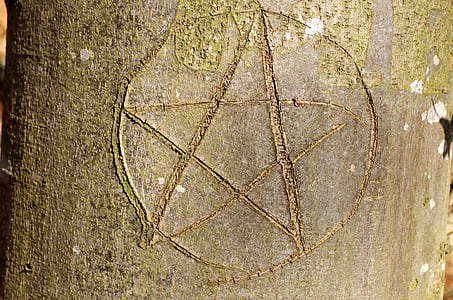 star engraved on tree trunk thumbnail
