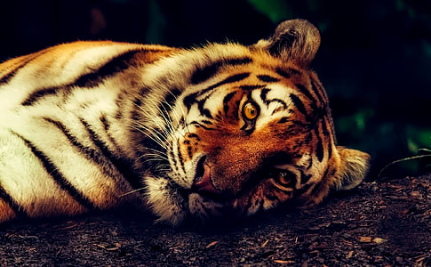 selective focus photography of tiger lying on ground thumbnail