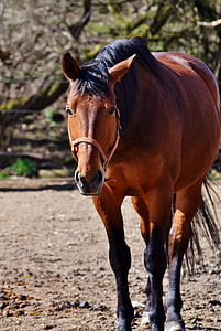 brown horse near green tree at daytime thumbnail