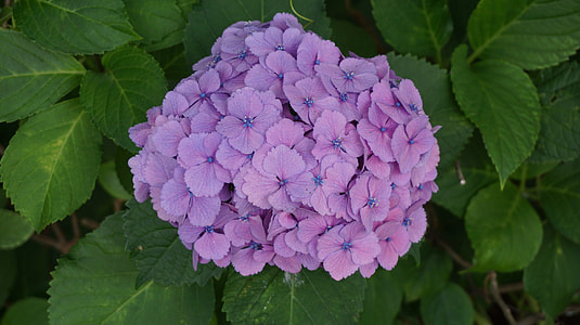 Other Training Offerings, Flowers thumbnail