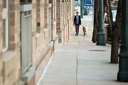 person walking with dog on gray concrete pavement thumbnail