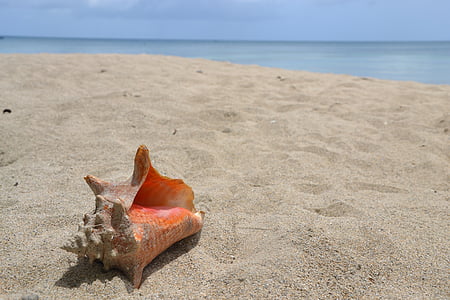 orange sea shell thumbnail