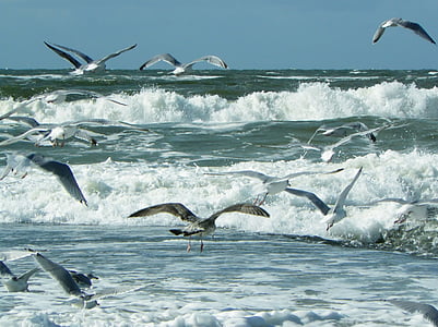 flock of birds flying thumbnail