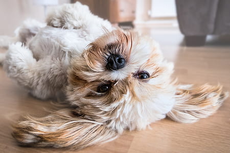 adult white and tan shih tzu lying down on floor thumbnail