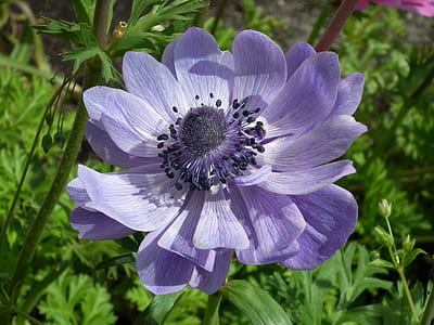 closeup photo of purple petaled flower thumbnail