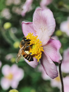 brown bee on pink and yellow flower thumbnail