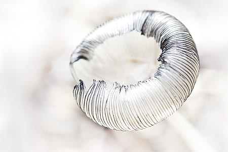 selective photography of mushroom thumbnail