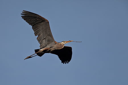 low angle photography of flying grey heron thumbnail