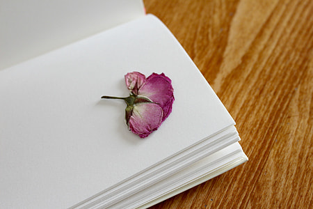 close up photo on purple petaled flower on book page thumbnail