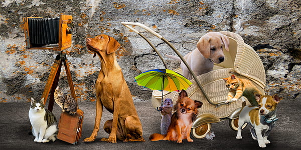 pack of dogs photography thumbnail