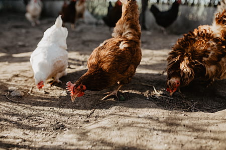 Farm chicken eating seeds thumbnail