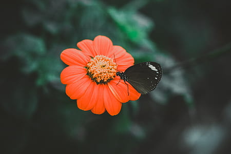 black spicebush butterfly on orange petal flower thumbnail