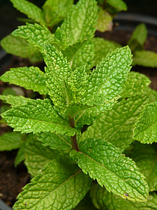 green leaf plant at daytime thumbnail