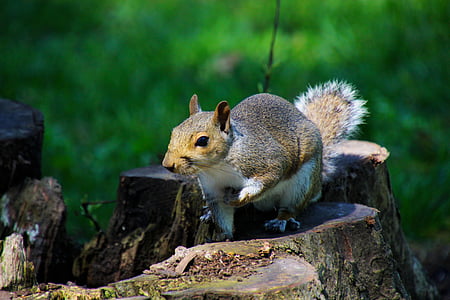 tilt-shift photography of squirrel thumbnail