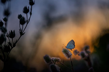 silver butterfly perched on pink petaled flower thumbnail